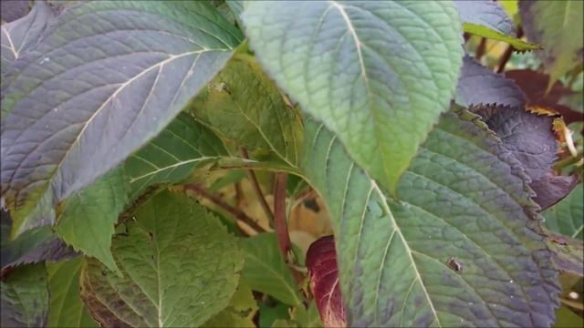 ЗАЦВЕТЁТ ЛИ ГОРТЕНЗИЯ НА СЛЕДУЮЩИЙ ГОД? ЧТО ДЛЯ ЭТОГО ? смотреть онлайн