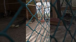 Вольер для павлинов