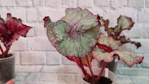 Бегонии моей селекции ШС.