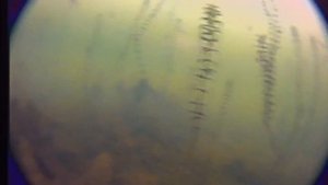 Пробная подводная сьемка камерой fishing hero 3.0, удивила))))