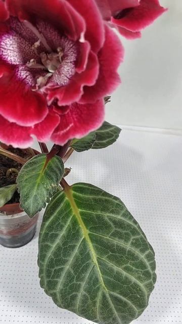 Глоксиния"Радмила" смотреть онлайн