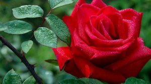 С ДНЁМ РОЖДЕНИЯ, СЕСТРА!!!