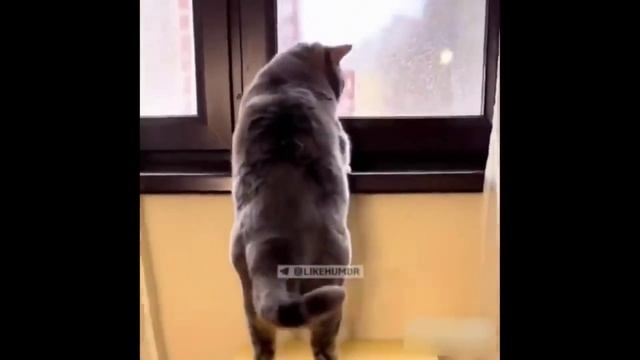 КотЭ 13