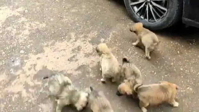 собачки едят бананы😱 смотреть онлайн