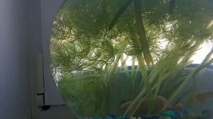 купил аквариум на озоне 7.5 литра