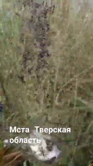 Река Мста ловля Леща # Донка -69 # shorts # смотреть онлайн