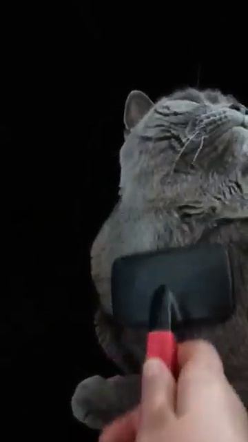 Кот Пика.Ненормированный рабочий день#трендытикток#cat смотреть онлайн