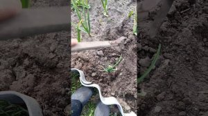 гниль донца на чесноке