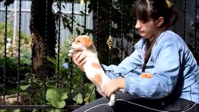 Щенки ДРТ девочки 2 месяца майло и Шила 13082018 смотреть онлайн