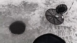 Хитрая форель Верзилово | Форель на икру