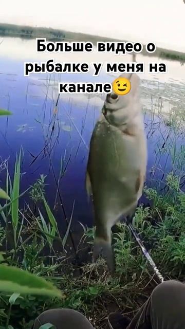 Тоже рыба )#рыбалка #поплавок #fishing #поплавок #рыба #лещ # смотреть онлайн