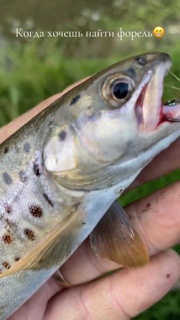 #fishing #форель #форельнаспиннинг #горнаярыбалка #горная?