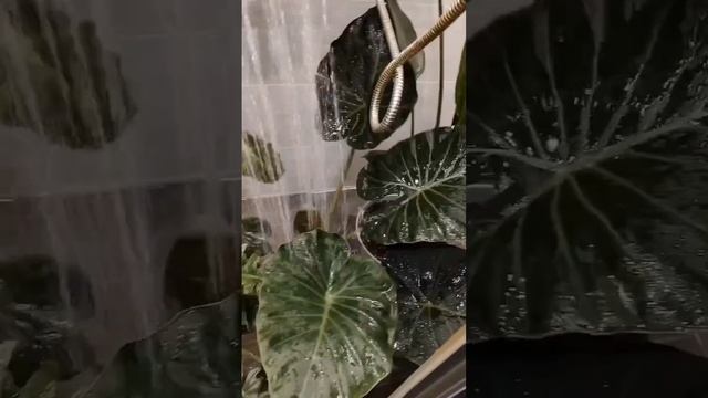 #душ#растения#экзотика смотреть онлайн