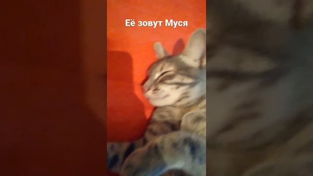 есть ли у вас домашнее животное ?😘🐶🐈 смотреть онлайн