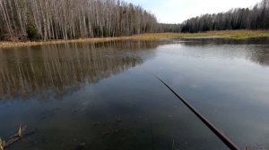 РОЙКИ КАРПА -  ПЕСКАРЬ и ТОТ НЕ КЛЮЁТ . ХИТРО -  ОПЫЙ КАРП.