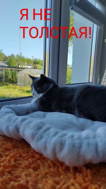 Просто у меня есть деньги на еду😂😺 смотреть онлайн