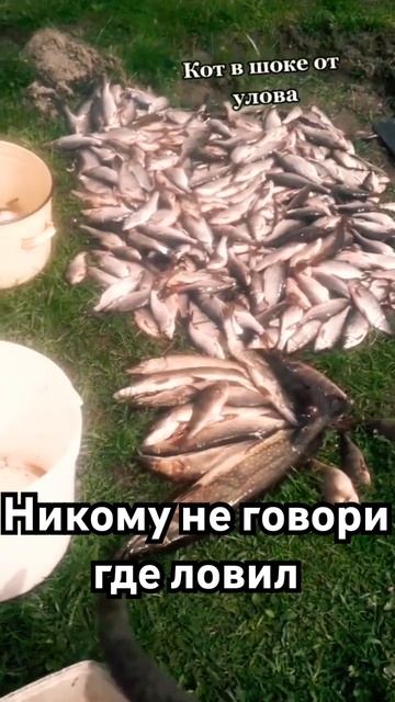 Никому не говори #рибалка #карп #carpfish #fish #рыбалка #кара? смотреть онлайн