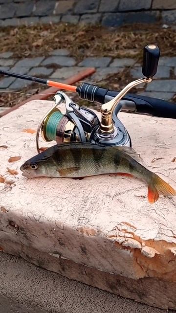 #глухозимье #2025 #окунь #рыбалка #клюет #дропшот #fishing #fish смотреть онлайн