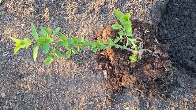 Сравнение корней у черенков гортензии из открытого г? смотреть онлайн