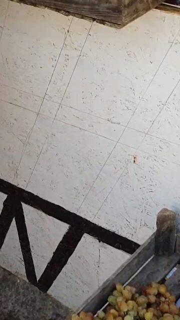 Виноград в Крыму - цены удивили всех. #Shorts смотреть онлайн