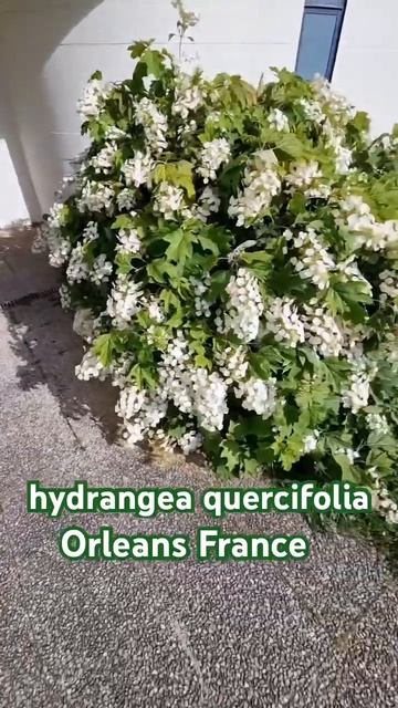 #quercifolia#hydrangea#hortensia#гортензия#garden#гортензія #shorts#アジサイ смотреть онлайн