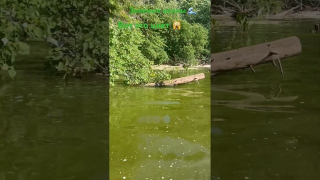 Зеленые воды 😱 #кама #пермь #хохловка #зеленаявода #цв? смотреть онлайн