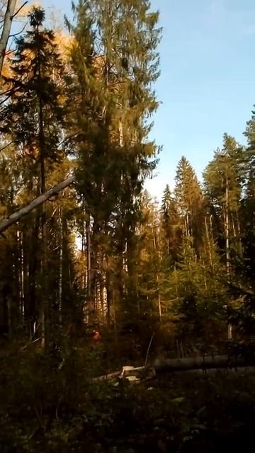 Валка леса. Заготовка смотреть онлайн