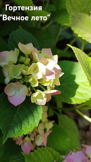 крупнолистная гортензия "Вечное лето" 7.06.24 г, этому кус смотреть онлайн