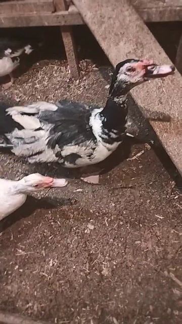 Индоутки. Самая тихая птица в курятнике. Так мне каждо? смотреть онлайн