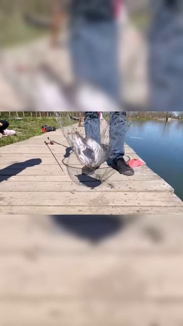 Чем заняться! Рыбалка в Питере! #чемзаняться #выходные смотреть онлайн