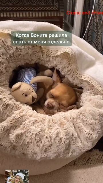 Всё равно проснёмся вместе😆 #ледибонитатуапсе #чихуа смотреть онлайн