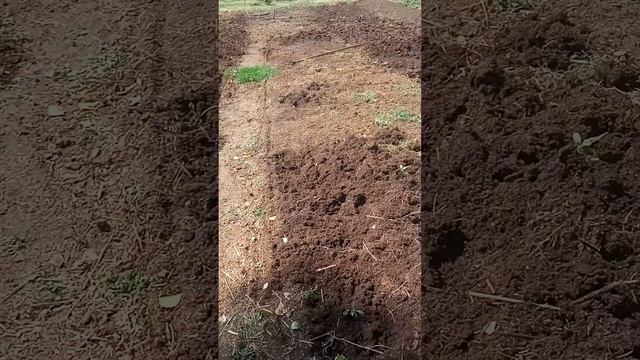 шылаушынга азык беру#биогумус #казакстан #червяк