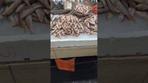 Батуми! Рыбный рынок сегодня!