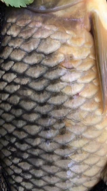 Короп на джиг #carp #короп #джиг #сазан смотреть онлайн