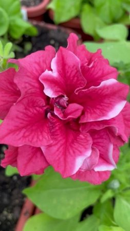 Петуния махровая #цветы #растения #garden #уход