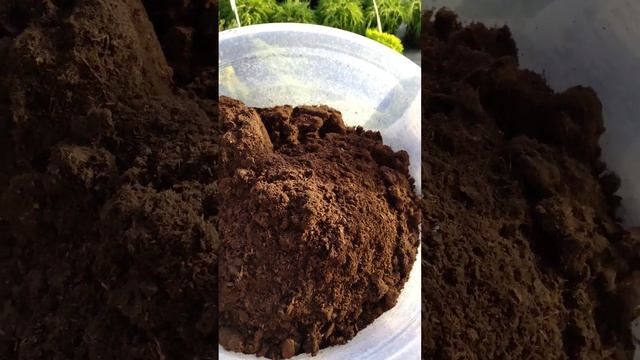 готовим смесь для посадки оливы . смотреть онлайн