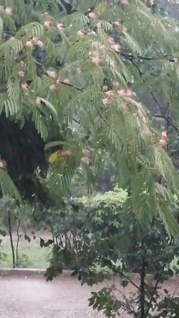 Поливает Акацию. 🌸 смотреть онлайн