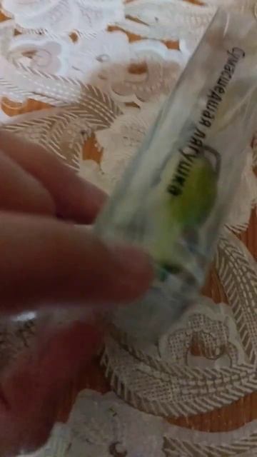 Купил резиновую лягушку#рыбалка#рыбалкавидео. смотреть онлайн