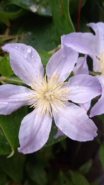 Clematis Anastasija Anisimovaклематис анастасияанисимова ники?