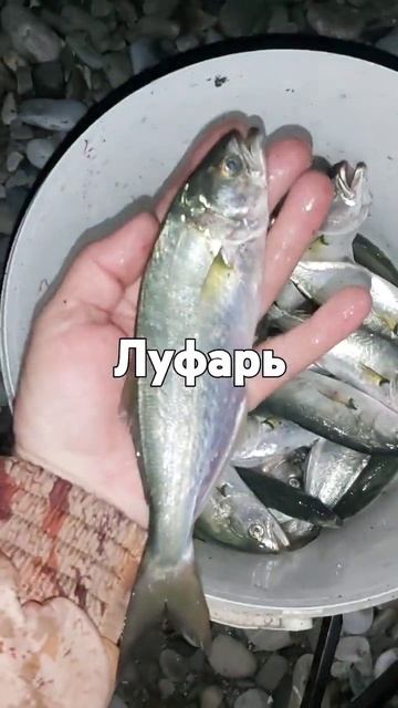 Вечерний улов луфаря. Оснастка,поплавок на дальний за?