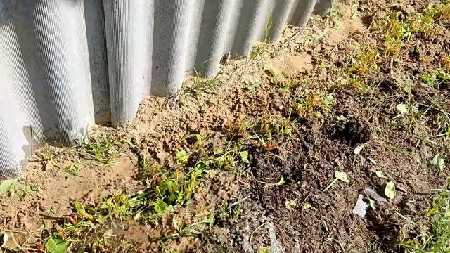ЩАВЕЛЬ срезка заготовка ОРГАНИЧЕСКОЕ удобрение для Г?
