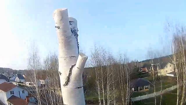 Арбористика! Очередная береза под спил.. смотреть онлайн