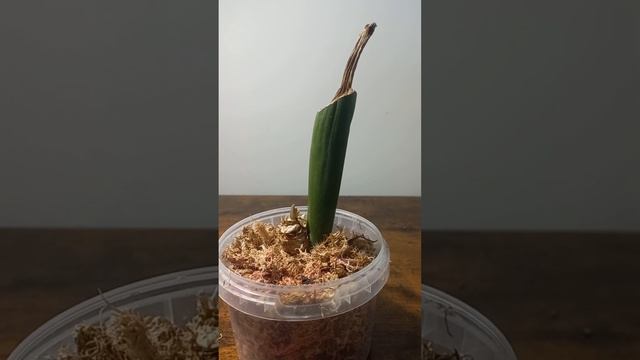 Замиокулькас БЕЗ КОРНЕЙ. Укоренение ВО МХЕ. смотреть онлайн