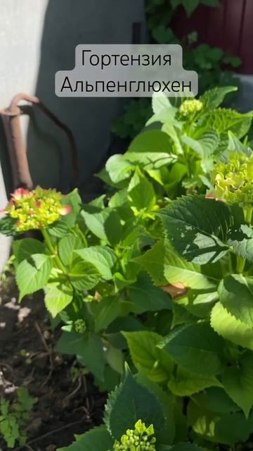 Гортензия крупнолистная «Альпенглюхен» #hydrangea #гортен смотреть онлайн