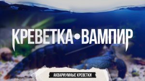Креветка-вампир или габонский фильтратор