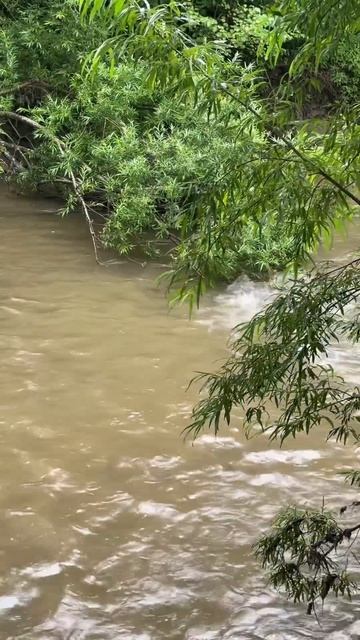 Горбуша #охота #напрогулке #nature #сахалин #рыбалка #горб?