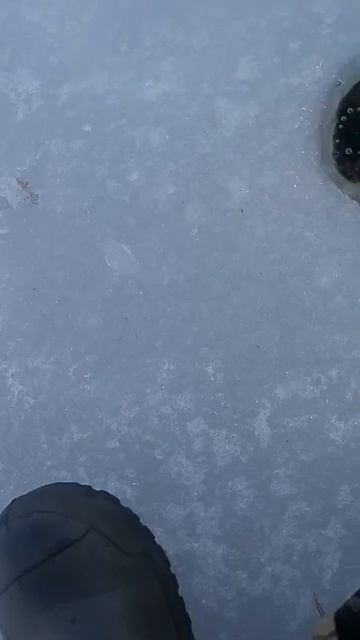 Щука на жерлицу , на одинарный крючок. смотреть онлайн