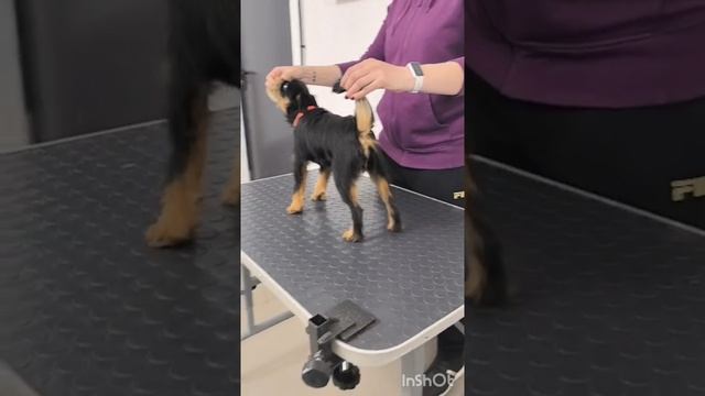 Как сделать красивое фото щенков