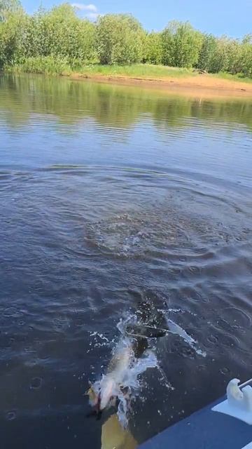 Как отцепить блесну по щучьи или летающая щука #рыбалк смотреть онлайн