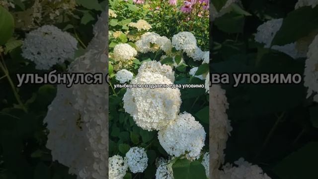 мотивация для жизни. Шел по улицам Бог. #стихи #мотивац? смотреть онлайн